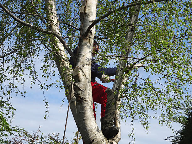 Lawn Watering Services in Kitsap Lake, WA