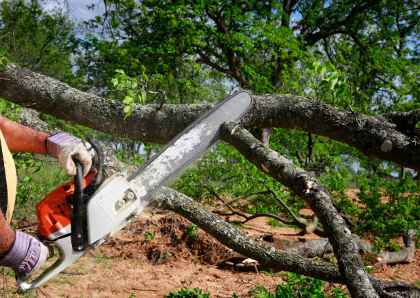 How Our Tree Care Process Works  in  Kitsap Lake, WA